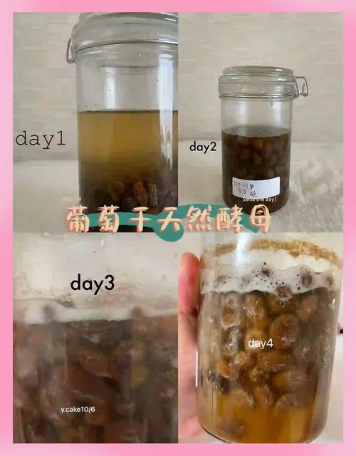 女生晒养了三年酵母,养几十年的酵母