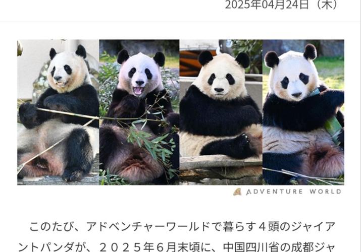 2025新澳门天天开奖攻略和4旅日大熊猫将回国与旅日20年熊猫将回国 视频