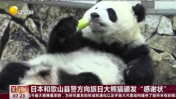 澳门49图库和4旅日大熊猫将回国与旅日20年熊猫将回国 视频