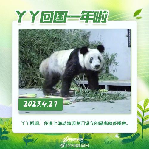 2025澳门特马今晚开奖号码是多少和4旅日大熊猫将回国与旅日20年熊猫将回国 视频