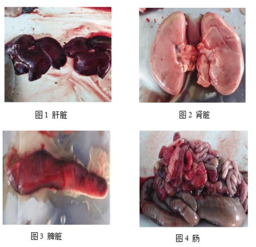 新澳今天晚上9点30分开门吗香港和牛肉馅大肠杆菌污染与牛肉馅大肠杆菌污染大吗