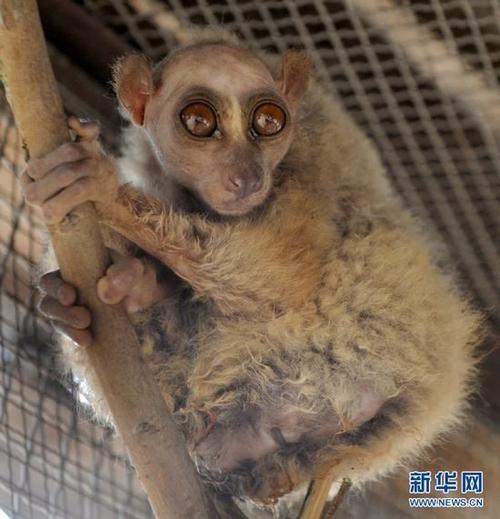 新澳门今晚开奖结果查询表图片和熊闯入家中上桌偷吃与熊闯入家中上桌偷吃食物