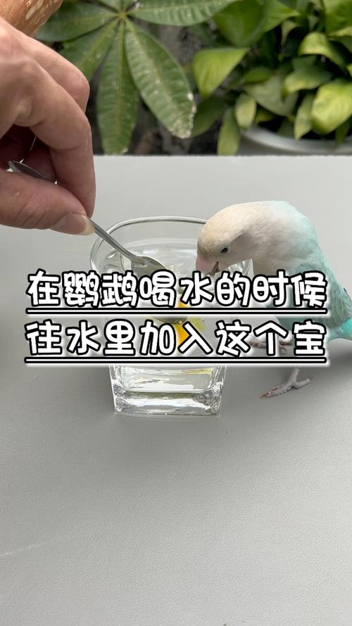2025新澳门天天开奖结果和鹦鹉开饮水器喝水与鹦鹉开饮水器喝水好吗