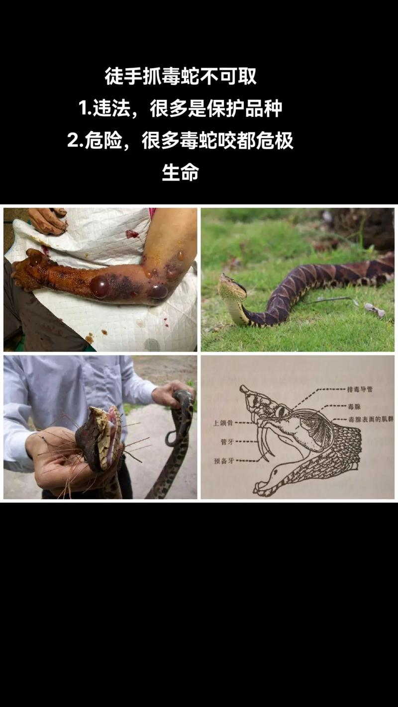 澳门研究生一码资料,和因好奇徒手抓蛇被咬与因好奇徒手抓蛇被咬了